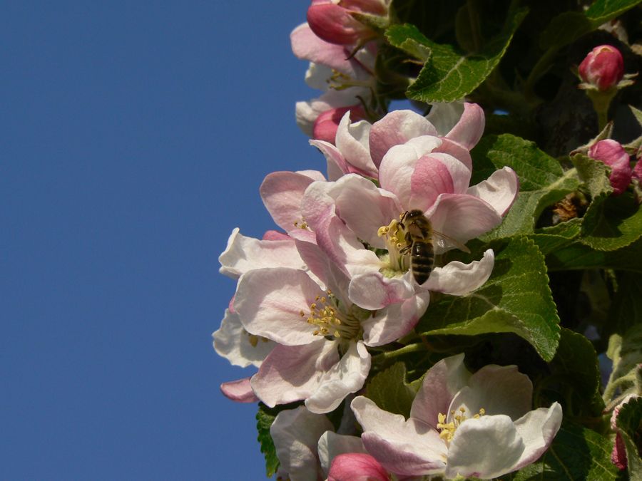 Apfelblüten vom Apfelschiff