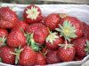 Erdbeeren vom Hof Rabberg