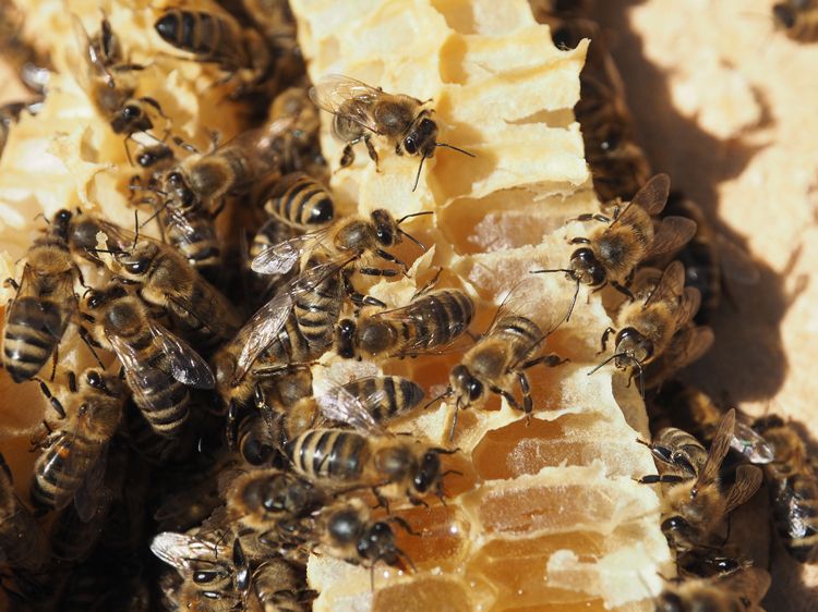 Bienen in der Bio-Imkerei Schindelhauer